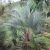 Butia eriospatha  Woolly Jelly Palm - 5pcs seeds/packet - goldenpalm.hu