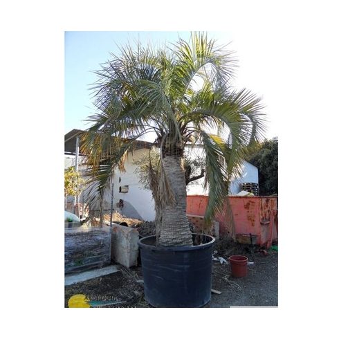 Butia eriospatha  Woolly Jelly Palm - 5pcs seeds/packet - goldenpalm.hu