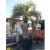 Butia eriospatha  Woolly Jelly Palm - 5pcs seeds/packet - goldenpalm.hu