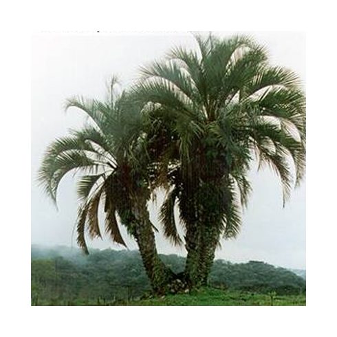 Butia eriospatha  Woolly Jelly Palm - 5pcs seeds/packet - goldenpalm.hu