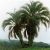 Butia eriospatha  Woolly Jelly Palm - 5pcs seeds/packet - goldenpalm.hu