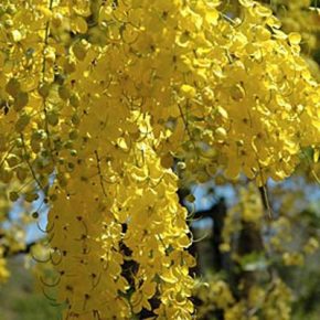 Cassia fistula - Indiai szenna - 5db mag/csomag