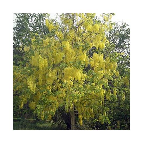 Cassia fistula - Indiai szenna - 5db mag/csomag