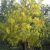 Cassia fistula - Indiai szenna - 5db mag/csomag
