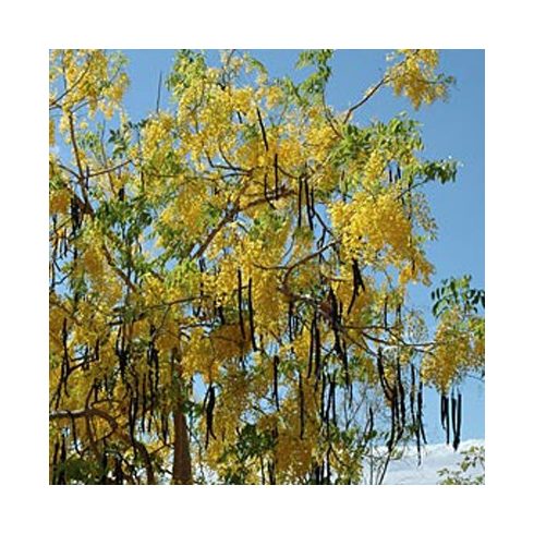 Cassia fistula - Indiai szenna - 5db mag/csomag