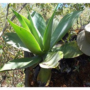 Agave ellemeetiana - 5db mag/csomag