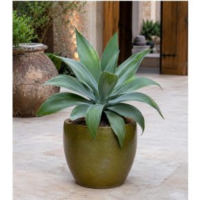 Agave ellemeetiana - 5db mag/csomag