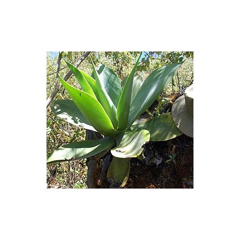 Agave ellemeetiana - 5db mag/csomag