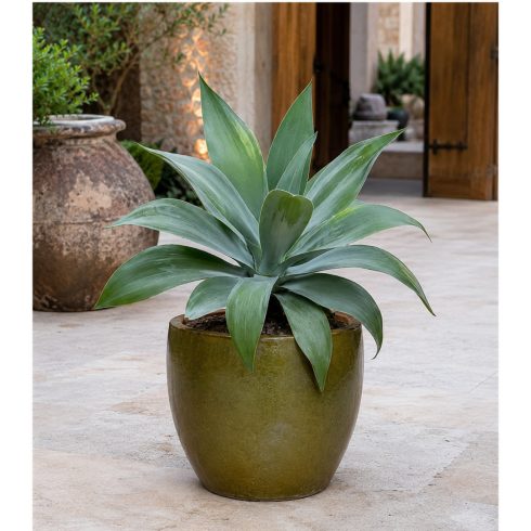 Agave ellemeetiana - 5db mag/csomag