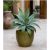 Agave ellemeetiana - 5db mag/csomag