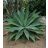 Agave ellemeetiana - 5db mag/csomag