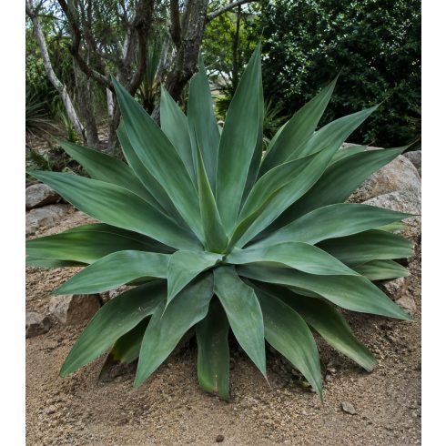 Agave ellemeetiana - 5db mag/csomag