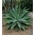 Agave ellemeetiana - 5db mag/csomag