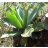 Agave ellemeetiana - 5db mag/csomag