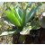 Agave ellemeetiana - 5db mag/csomag