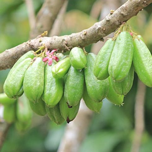 Averrhoa bilimbi - Bilimbifa - 5db mag/csomag