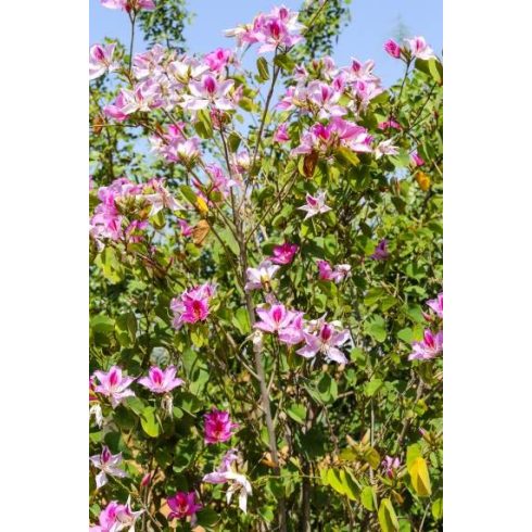 Bauhinia variegata - Rózsaszín virágú orhideafa - 5db mag/csomag