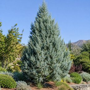 Cupressus arizonica – Arizónai ciprus ezüstös-kékeszöld lombozattal, kifejlett örökzöld díszfaként, napos kertben.