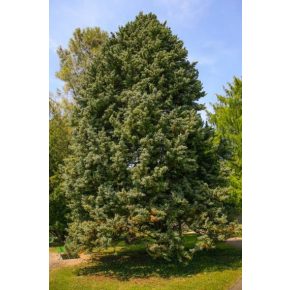 Cupressus arizonica - Arizónai ciprus - 5db mag/csomag