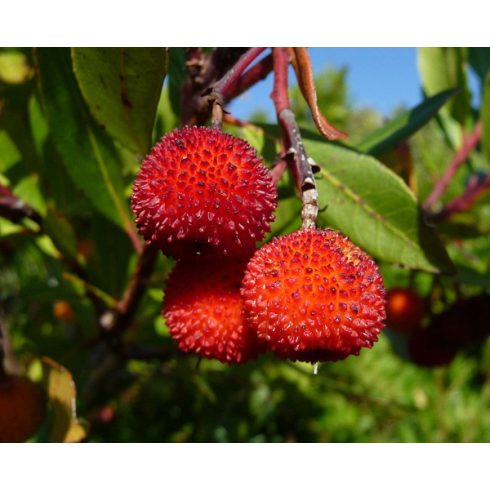 Arbutus unedo - Nyugati szamócafa - 5db mag/csomag