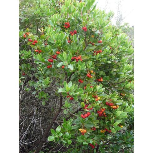 Arbutus unedo - Nyugati szamócafa - 5dm mag/csomag