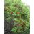 Arbutus unedo - Nyugati szamócafa - 5dm mag/csomag