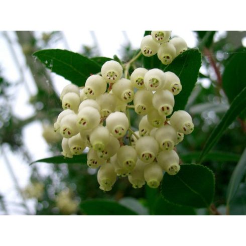 Arbutus unedo - Nyugati szamócafa - 5dm mag/csomag