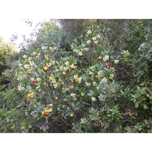 Arbutus unedo - Nyugati szamócafa - 5dm mag/csomag