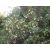 Arbutus unedo - Nyugati szamócafa - 5dm mag/csomag