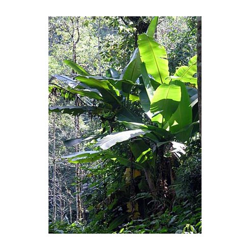 Musa sikkimensis - Darjeeling Banana - 5pcs seeds/packet - goldenpalm.hu