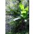 Musa sikkimensis - Darjeeling Banana - 5pcs seeds/packet - goldenpalm.hu