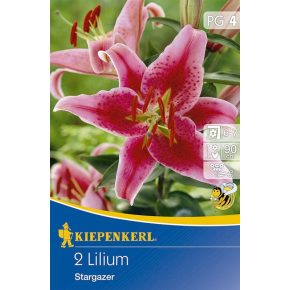 Liliom 'Stargazer' - 2db hagyma/csomag