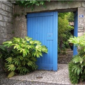 Fatsia japonica - Szobaarália - 5db mag/csomag