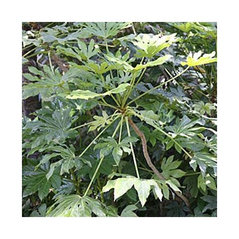 Fatsia japonica - Szobaarália - 5db mag/csomag