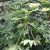 Fatsia japonica - Szobaarália - 5db mag/csomag
