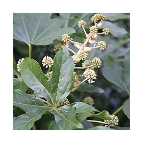 Fatsia japonica - Szobaarália - 5db mag/csomag