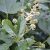 Fatsia japonica - Szobaarália - 5db mag/csomag