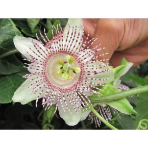 Passiflora adenopoda - 5db mag/csomag