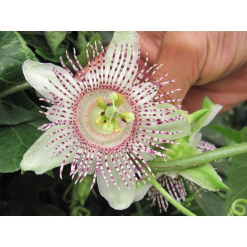 Passiflora adenopoda - 5db mag/csomag