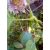 Passiflora adenopoda - 5db mag/csomag