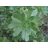 Aeonium urbicum - 5db mag/csomag