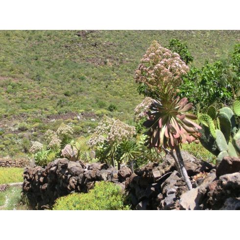 Aeonium urbicum - 5db mag/csomag