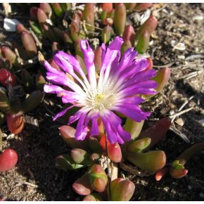 Disphyma crassifolium - 5db mag/csomag