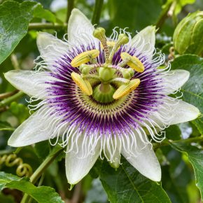 Passiflora edulis f. flavicarpa egzotikus fehér-lila golgotavirág közelről