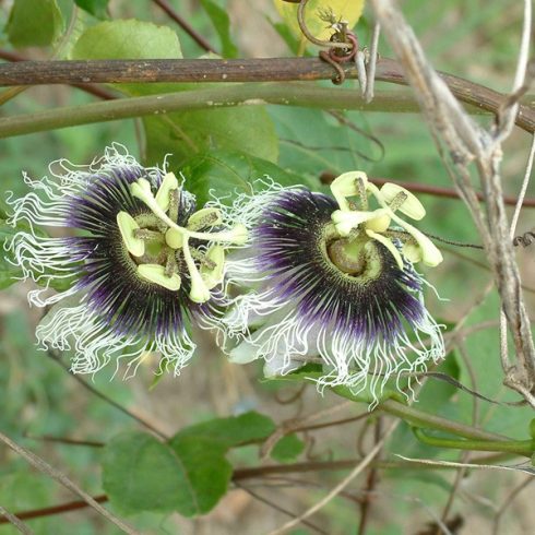 Passiflora edulis f. flavicarpa - Ekvádori golgotavirág - 5db mag/csomag