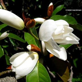 Magnolia doltsopa - Illatos fehér liliomfa - 5db mag/csomag