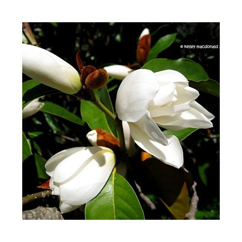 Magnolia doltsopa - Illatos fehér liliomfa - 5db mag/csomag