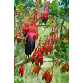   Brachyotum lindenii - Fekete hercegnő virág - 10db mag/csomag