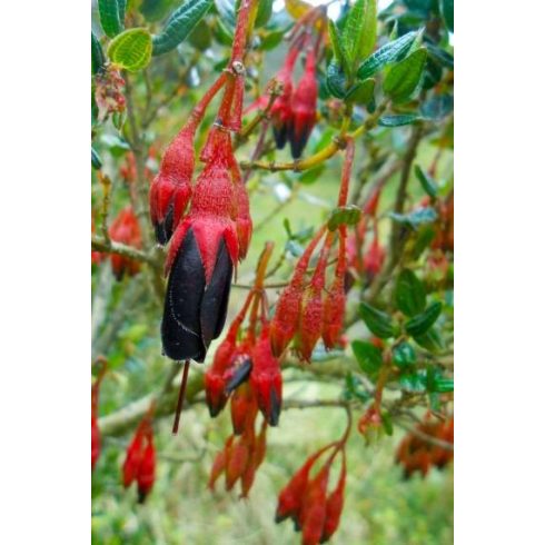 Brachyotum lindenii - Fekete hercegnő virág - 10db mag/csomag
