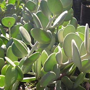   Xerosicyos danguyi - Ezüstdollár szőlő - Silver Dollar Vine seeds - 5db mag/csomag